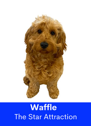 Waffle