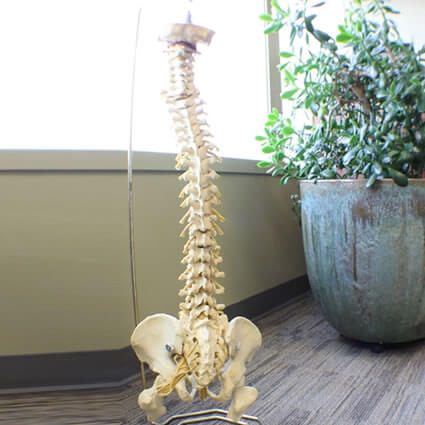 chiropractic spine model