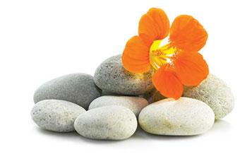 flower on stones