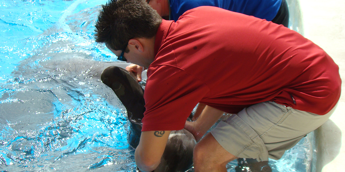 Adjusting dolphin 