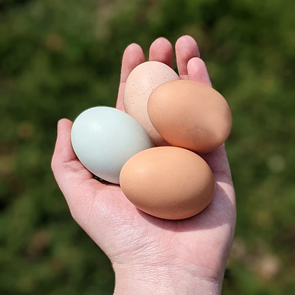 eggs in persons palm