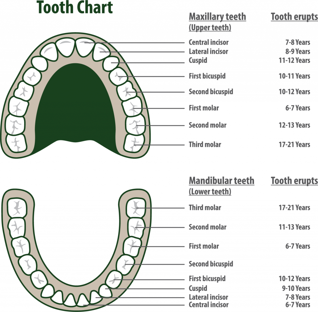 tooth chart