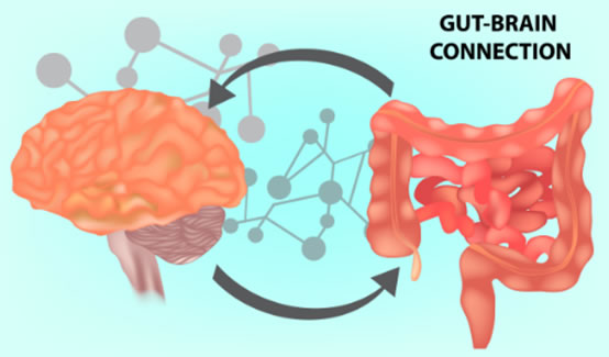 Gut-Brain Connection 