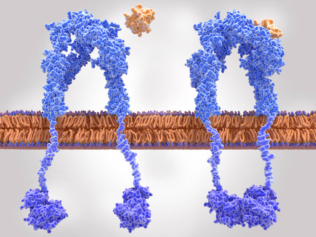 Insulin receptor inactivated (left) and activated (right) after