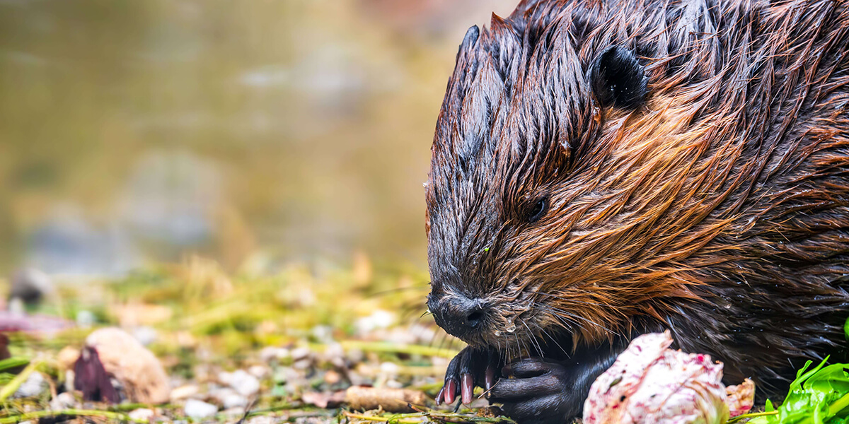Beaver