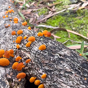 Mushrooms-on-tree