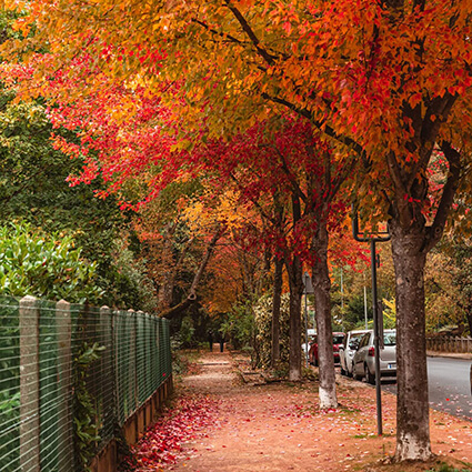 October-Autumn-Trees