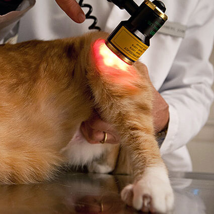 PBMT on cat