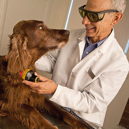 PBMT on dog