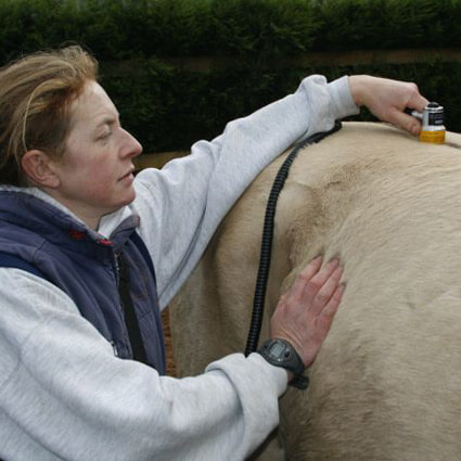 PBMT on horse