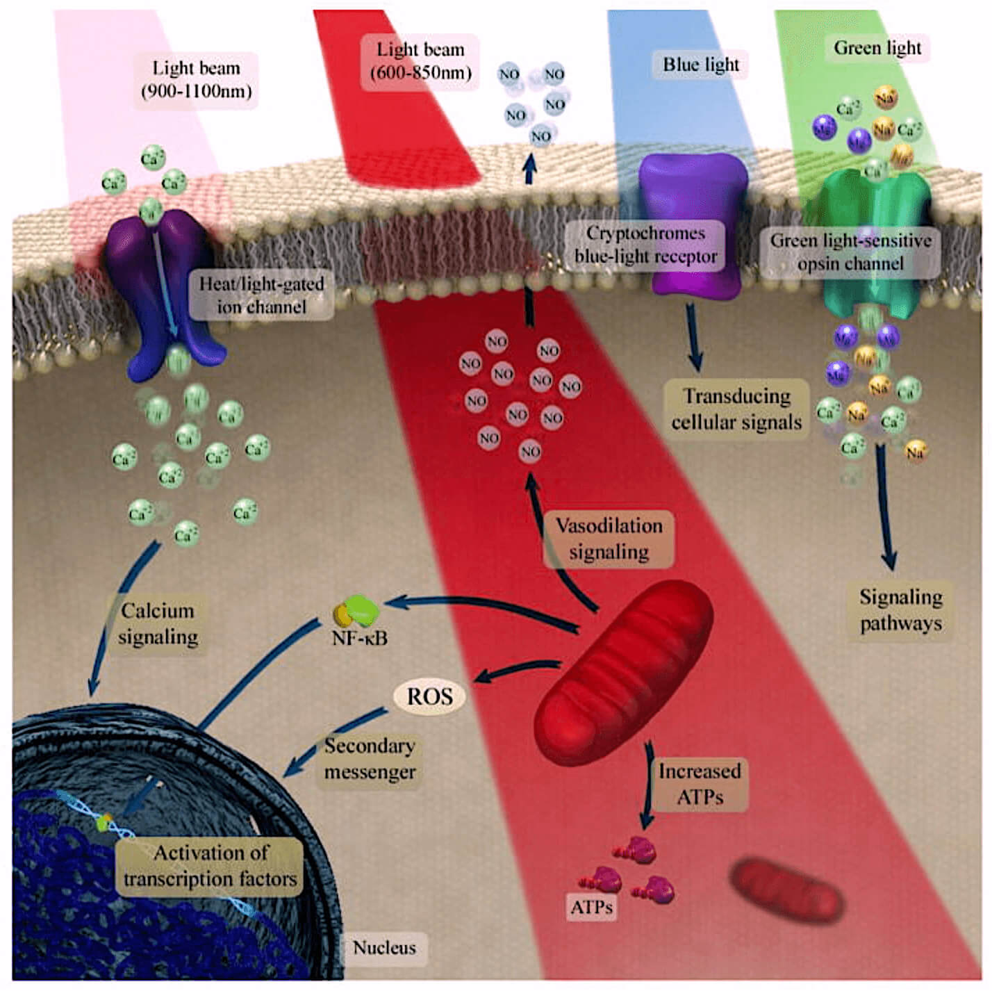 How Does PBM Work