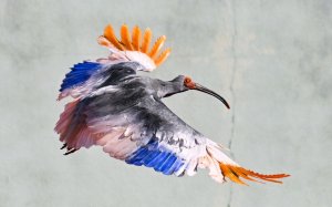bird-300x187