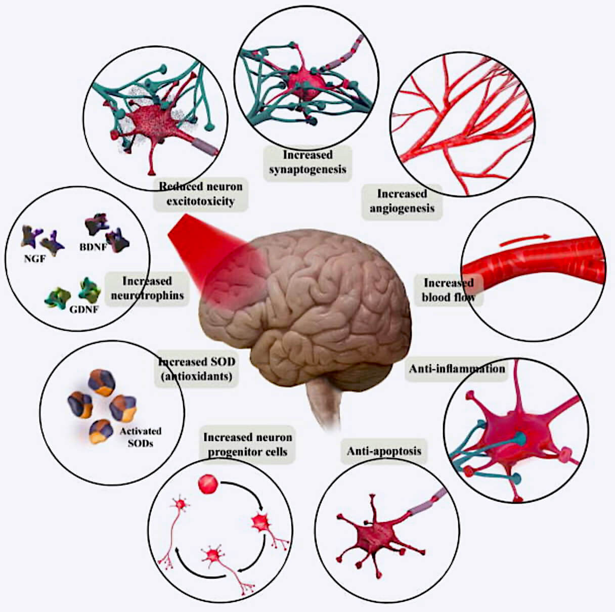 brain chart