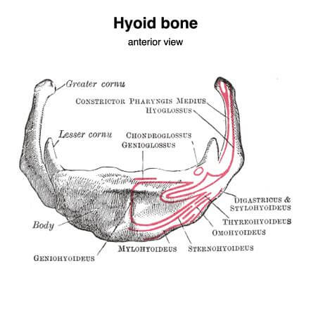 hyoid bone