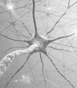 A digital representation of neurons