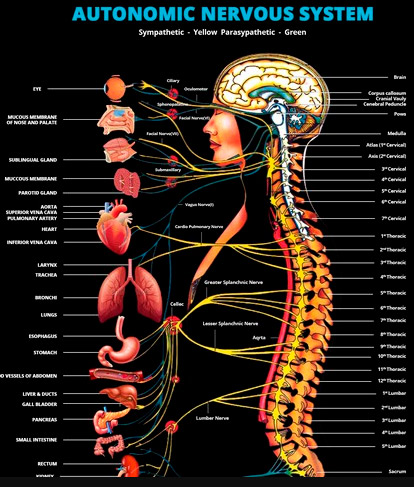 A diagram of the human autonomic system