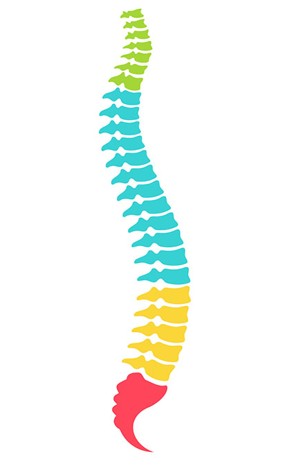 Anatomical model of spinal column