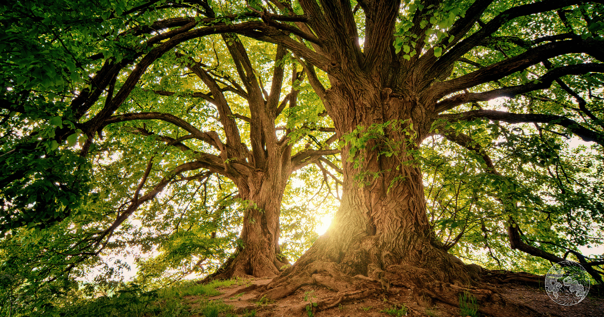 tree roots like nervous system