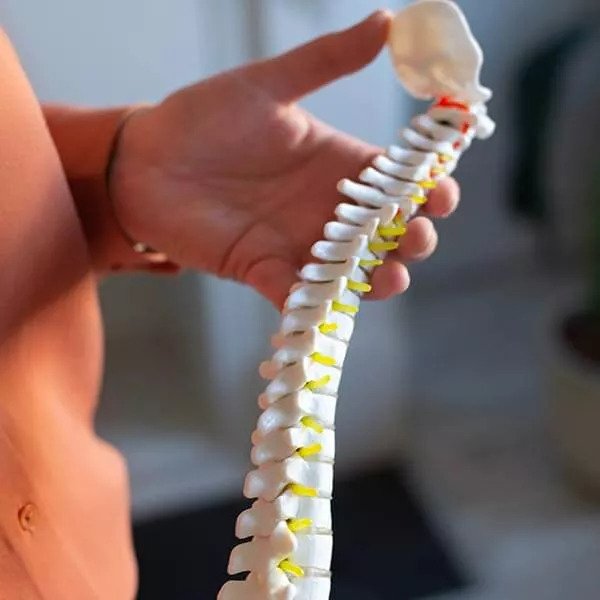 doctor holding model of a spine