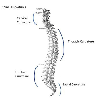 Spinal curves graphic