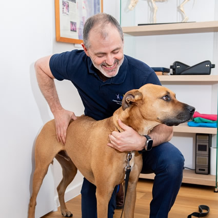 Chiropractor adjusting a dog