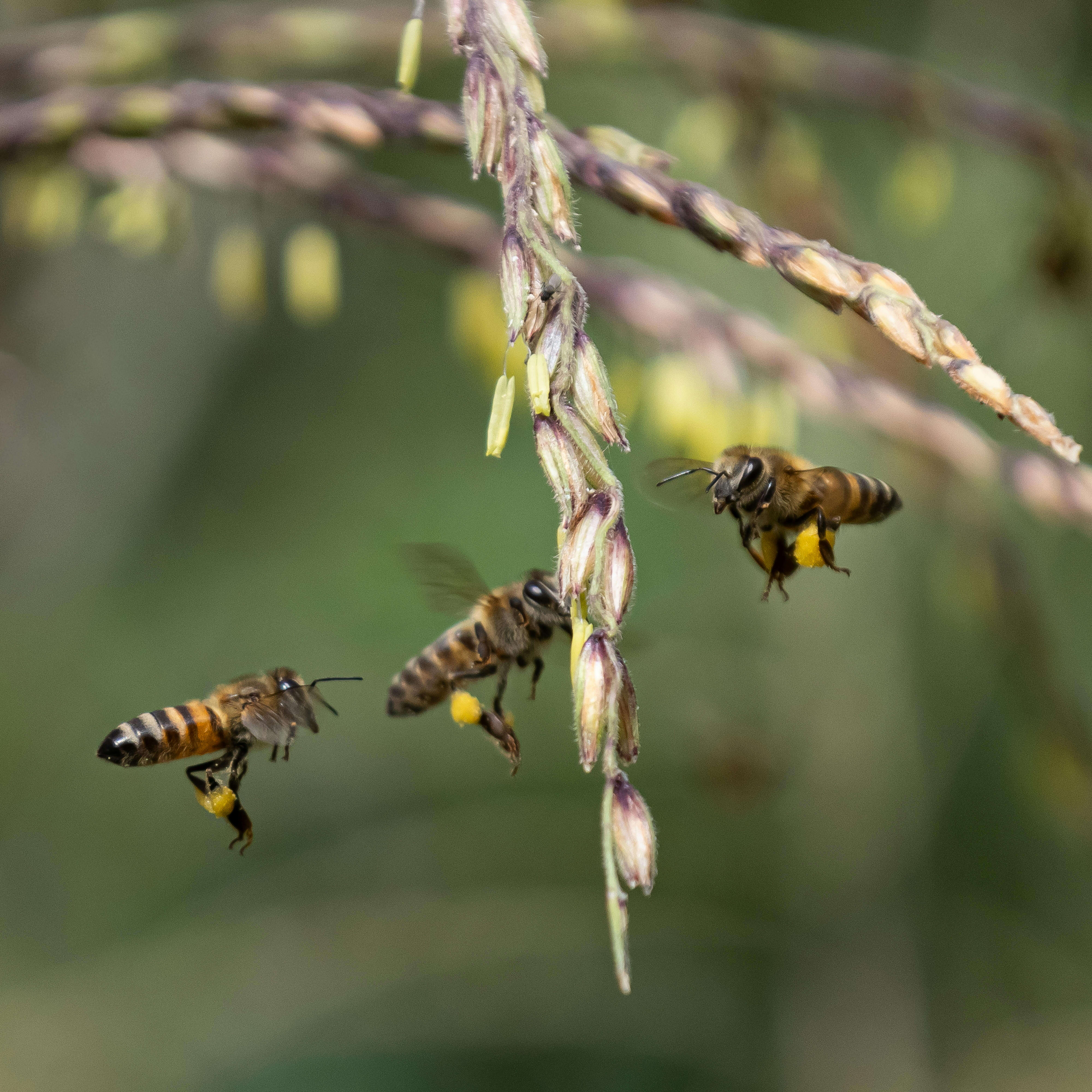 Close-up of honeybees collecting pollen on flowers in Bonito, Brazil. Nature in action.