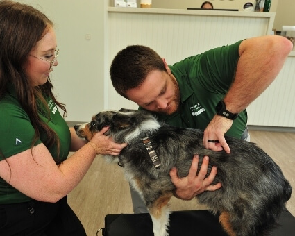 Chiropractor adjusting a dog