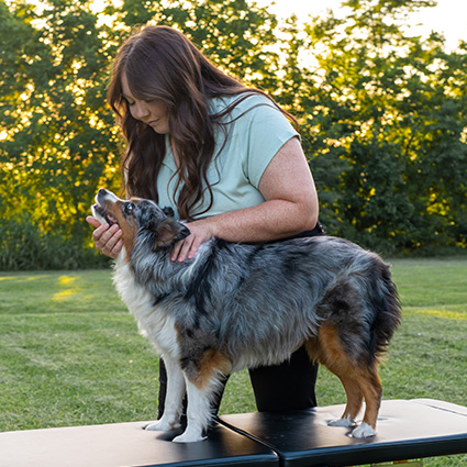 dog chiropractic adjustment