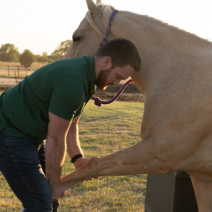 doctor adjusting horse