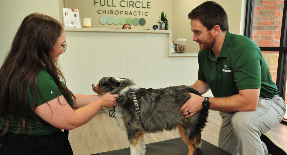 Wichita chiropractors adjusting a dog