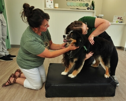 Owner petting dog while it's getting adjusted