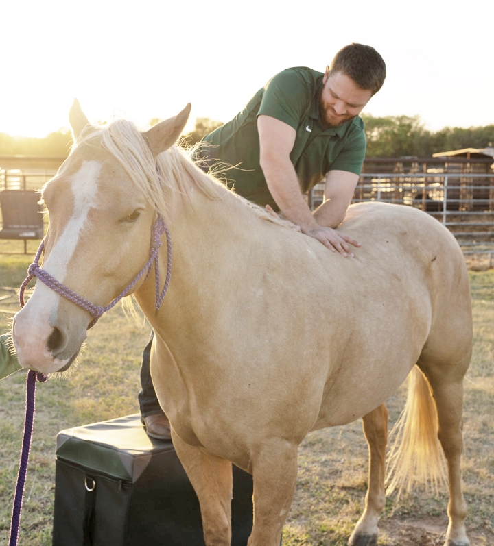 horse being adjusted