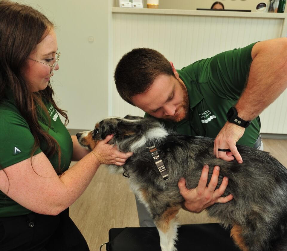 Wichita chiropractors adjusting a dog