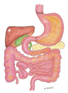 Intestines