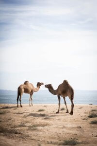 sebastian-laube-OkrKzqnNX90-unsplash