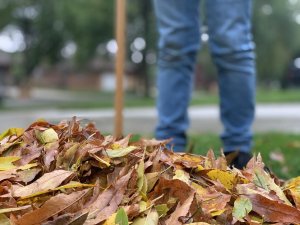 leaves, fall, autumn, raking, leaf, season