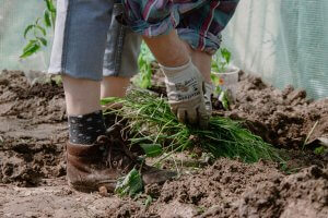 pulling weeds