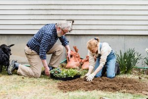 Elderly Arlington Heights couple enjoying gardening, planting seedlings in their backyard on a sunny day.