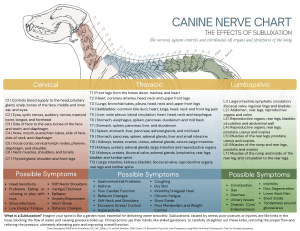 canine nerve chart