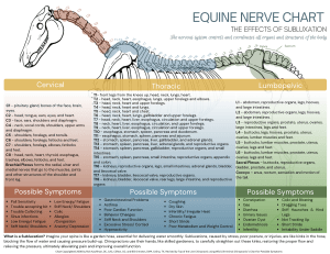 equine nerve chart