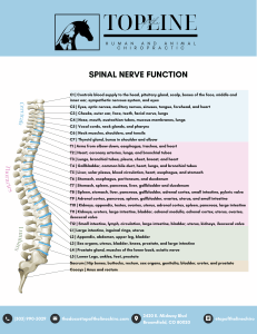 human nerve chart