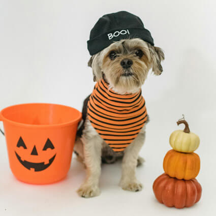 small dog with halloween costume and pumpkin