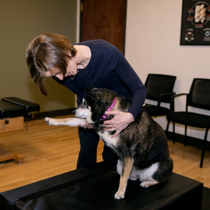 Dr Annamarie adjusting dog's leg