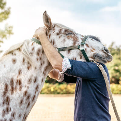 hugging horse