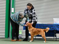 Woman examining dog