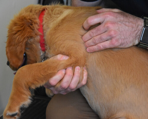 dr-adjusting-dogs-front-leg