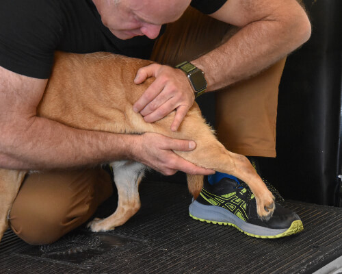 dr-adjusting-dogs-leg