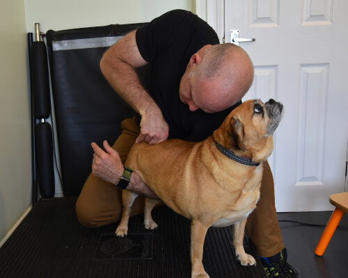 dr-adjusting-small-dogs-back