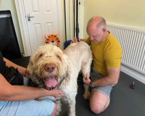 dr-evaluating-dogs-leg