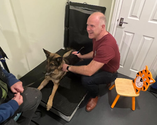 Chordata Canine Rehabilitation Chiropractor Dr. Stuart Lawrence adjusting dog